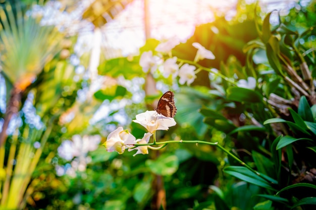 Imagen de una mariposa en la flor con fondo borroso