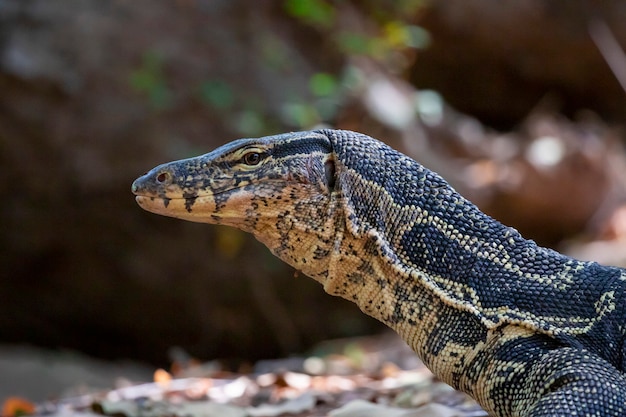 Imagen de monitor de agua sobre un fondo natural. Animales. Reptiles