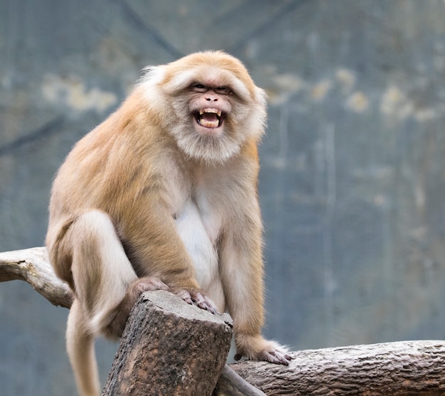 Imagen de un mono rhesus marrón en la naturaleza.