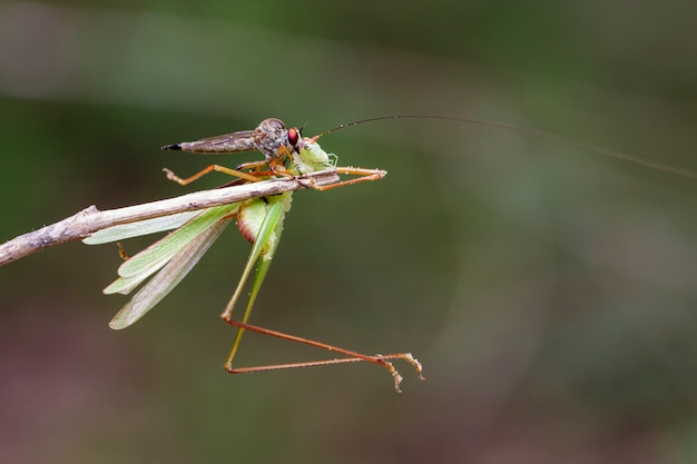 Imagen de una mosca ladrona (Asilidae) comiendo saltamontes. Insecto animal