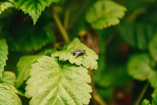 Imagen de una moscas (Diptera) en hojas verdes. Insecto. Animal