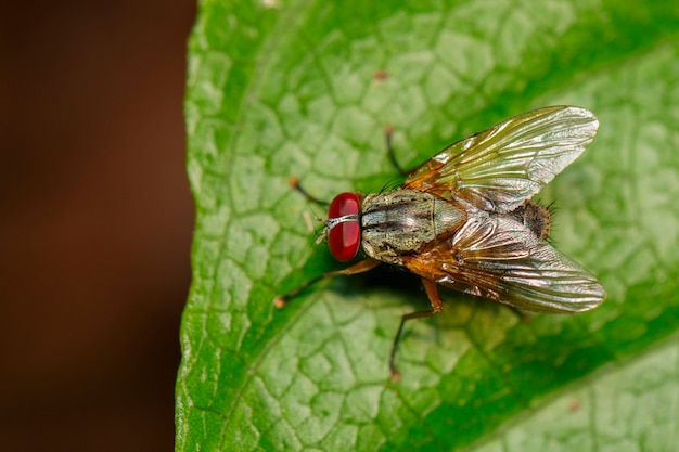 Imagen de moscas (Diptera) sobre hojas verdes. Insecto. Animal