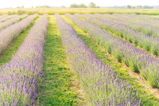 En esta imagen se muestra un campo de lavanda.