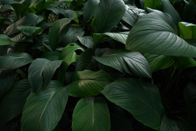 En esta imagen se muestra una gran hoja verde.