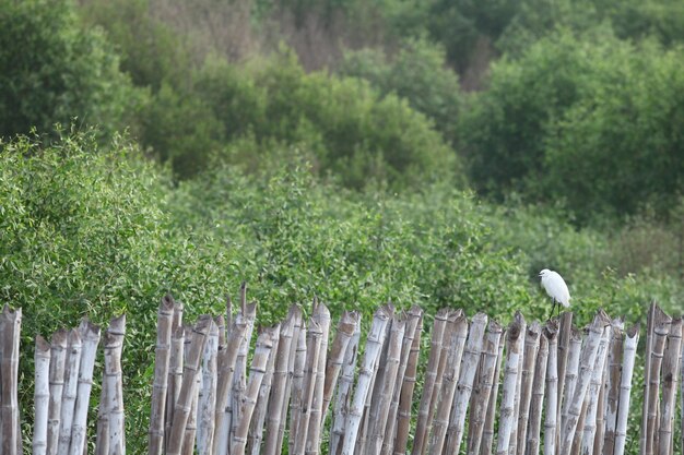 Esta imagen muestra un pájaro posado en una valla de madera.