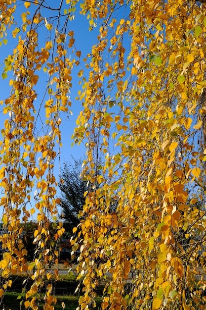 Imagen natural de los colores del otoño en la ciudad de hojas de abedul amarillo sobre un fondo de cielo azul