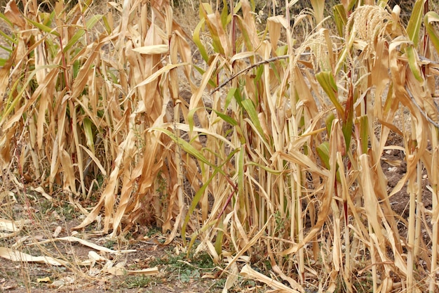 Imagen de naturaleza de campo de maíz seco