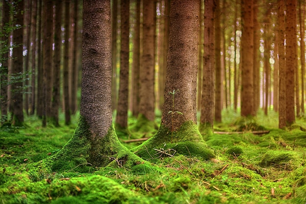 Imagen de la naturaleza forestal del musgo