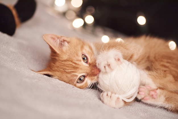 Imagen de Navidad con un lindo gato de jengibre de luces de colores en el fondo