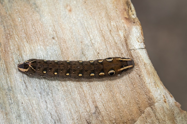 Imagen de oruga marrón. Insecto. Gusano marrón.