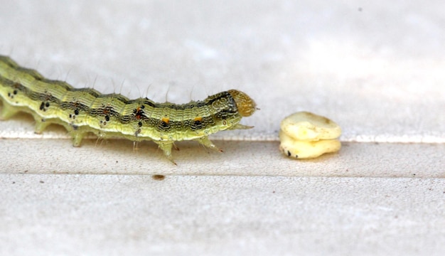 Foto imagen de una oruga verde amarilla sobre un fondo blanco