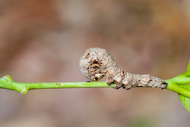 Imagen de orugas marrones en las ramas sobre un fondo natural Insecto Animal