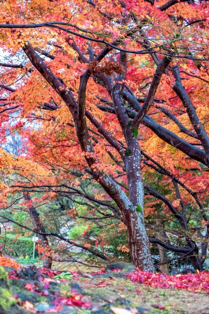 Imagen de paisaje de hojas de árbol de colores rojo y amarillo en otoño