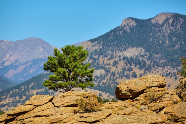 Imagen del paisaje de la línea de pino verde sobre rocas y fondo de montañas desérticas