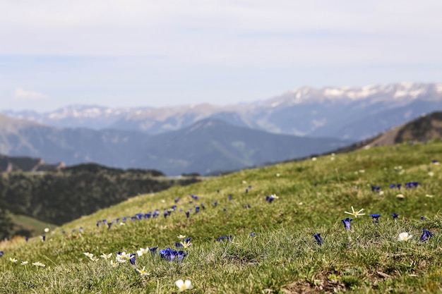 Imagen del paisaje nevado de la montaña de los Pirineos en la estación de esquí de El Tarter, Andorra. Flores de primavera