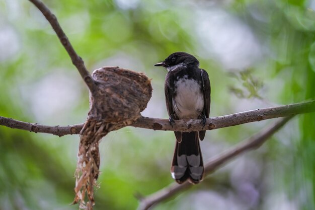 Foto imagen pájaro de sunda pied fantail o malasio pied fantail rhipidura javanica en rama sobre fondo de naturaleza