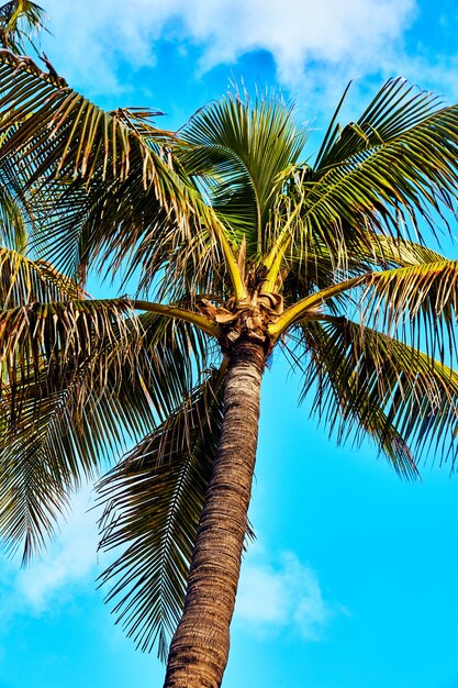 Foto imagen de palmera vertical contra el cielo azul claro