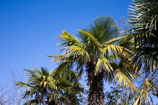 Imagen de palmeras de hoja perenne y cielo azul