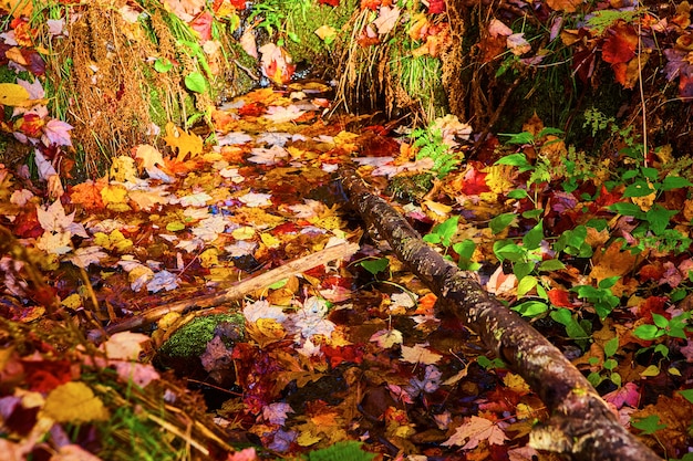 Imagen de palo grueso en un charco de hojas de otoño con hojas y musgo de hierba verde