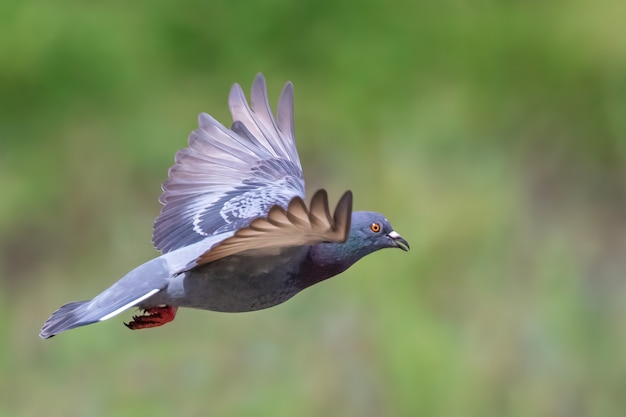 Imagen de paloma volando sobre fondo de naturaleza. Pájaro, Animales.