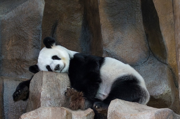 La imagen de un panda está durmiendo en las rocas. Animales salvajes.