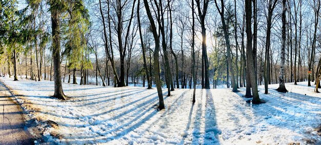 Imagen panorámica del parque de primavera, sombra de troncos negros de árboles al atardecer. foto de alta calidad