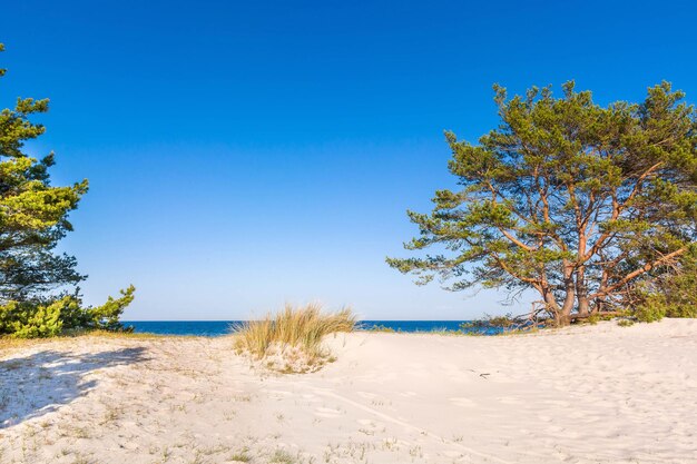 Imagen panorámica de las playas forestales del mar Báltico con entrada de arena