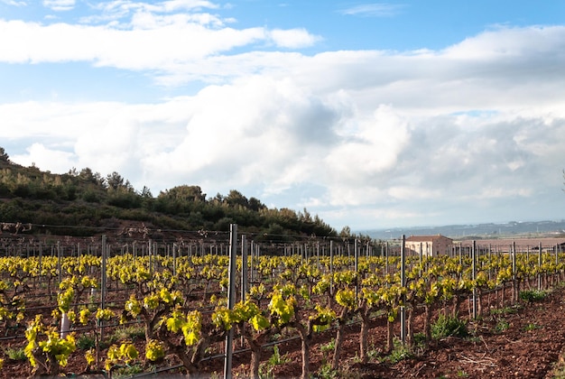 Foto imagen panorámica de los viñedos en un día soleado de primavera