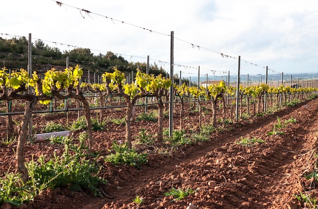 Foto imagen panorámica de los viñedos en un día soleado de primavera