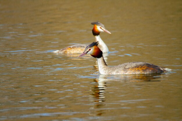 Imagen de un par de animales de aves silvestres Podiceps cristatus flotando en el agua