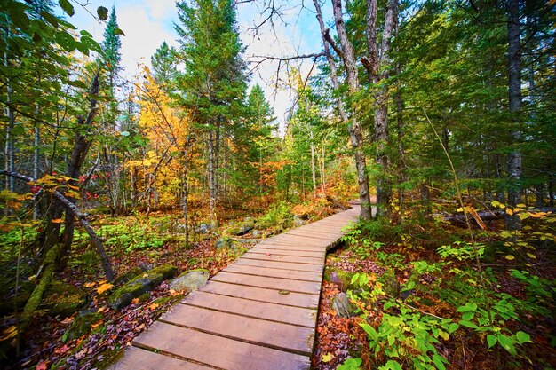 Imagen de pasarela de madera a través del bosque verde y amarillo con pequeños arbustos cercanos