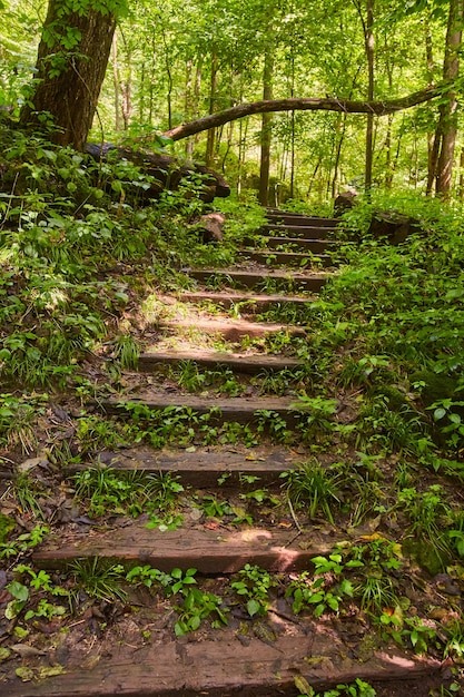 Imagen de los pasos del sendero del parque natural a través del bosque