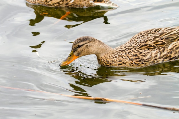 Imagen de un patito salvaje flotando en un río