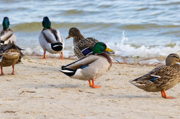 imagen de un pato salvaje en la orilla del río con hielo