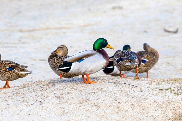 imagen de un pato salvaje en la orilla del río con hielo