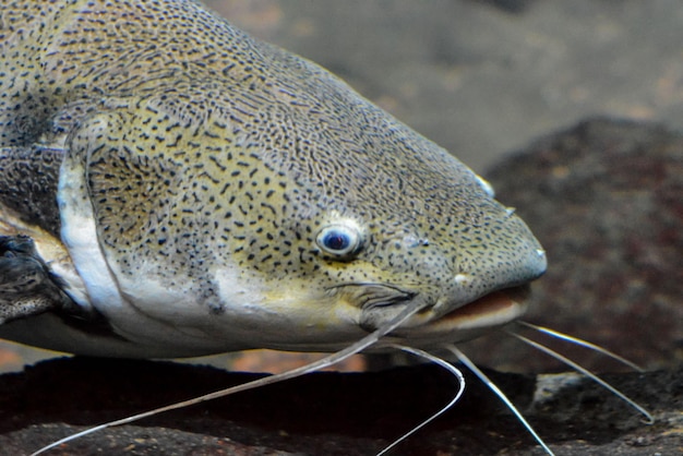 Imagen de peces bajo el agua en el acuario del tanque de agua