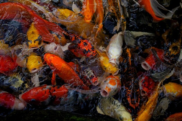 Imagen de peces koi en el agua