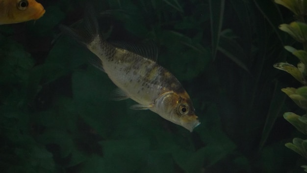 imagen de peces nadando en el agua