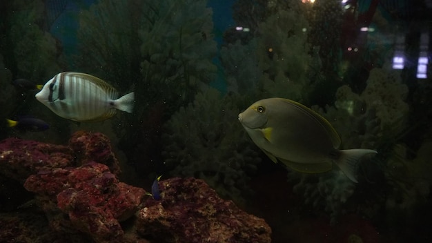 imagen de peces nadando en el agua