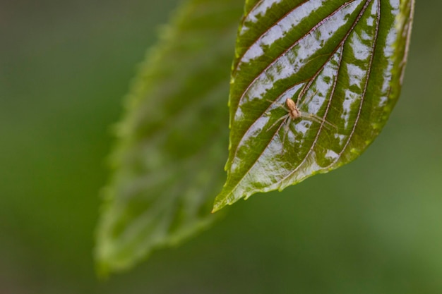 Imagen de una pequeña araña en una telaraña en la calle