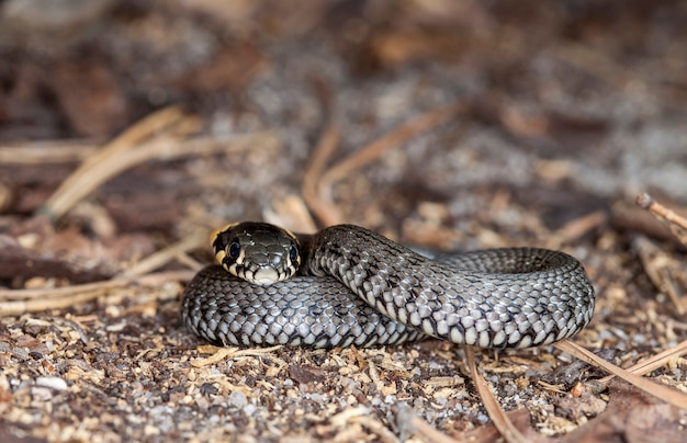 imagen de una pequeña serpiente en un hábitat nativo