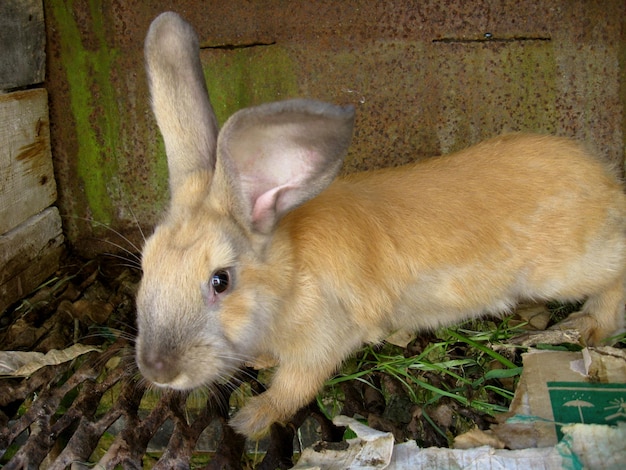 Imagen de un pequeño conejo marrón detrás de una barra