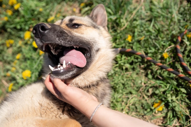 Imagen de perro con lengua fuera acostado sobre el césped con dientes de león en verano