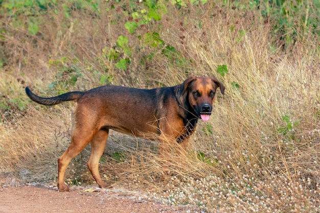 Imagen de perro marrón en la naturaleza.