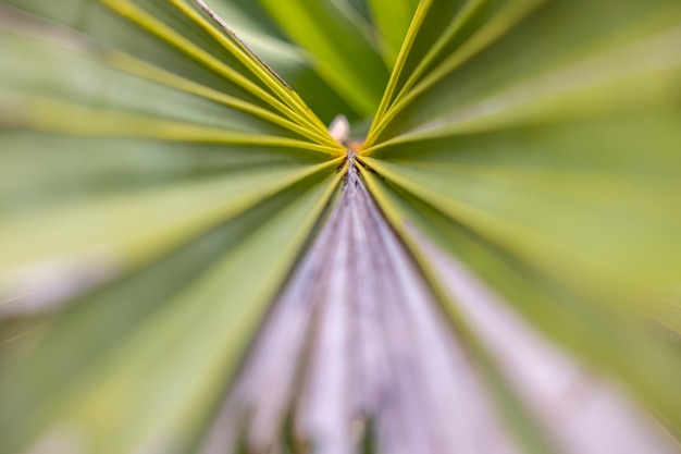Imagen en perspectiva, hoja de palma verde con patrón de líneas de textura.
