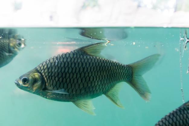 Imagen de un pez de cuerpo completo nadando en un acuario.