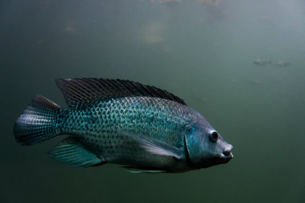 Imagen de un pez de cuerpo completo nadando en un acuario.