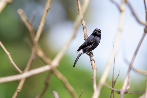 Imagen de Pied Bushchat Bird (Saxicola caprata) en la rama en el fondo de la naturaleza. Pájaro. Animales.