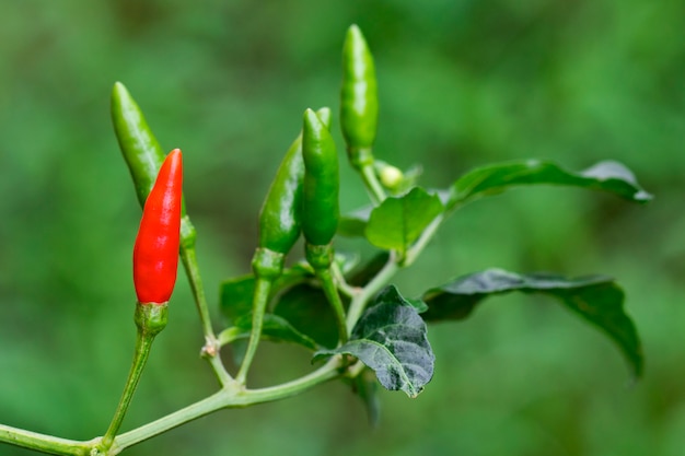 Imagen de pimientos en el fondo de la naturaleza