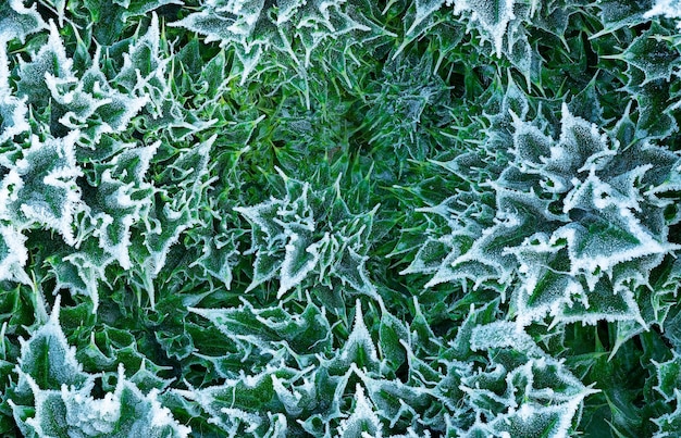 Imagen con una planta escarchada circular texturizada en una fría mañana de invierno
